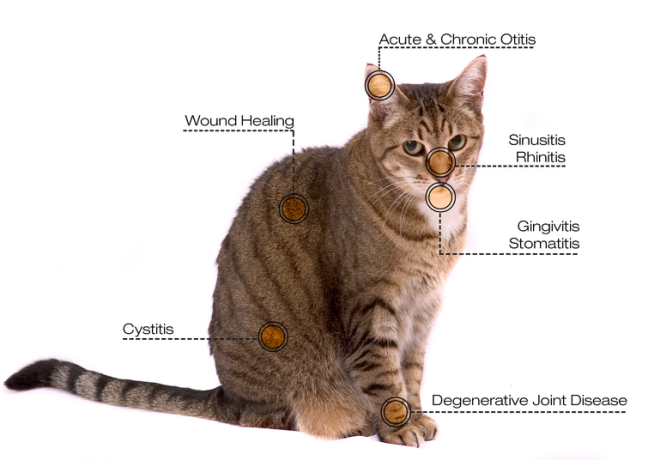 veterinary laser treatment conditions for cat