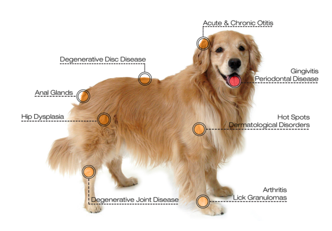 veterinary laser treatment conditions for dog